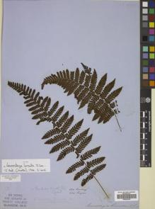 Type specimen at Edinburgh (E). Cuming, Hugh: 174. Barcode: E00822364.