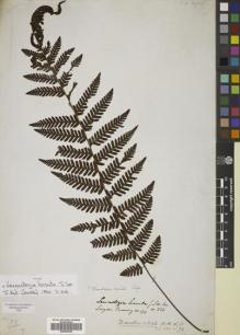 Type specimen at Edinburgh (E). Cuming, Hugh: 174. Barcode: E00822365.