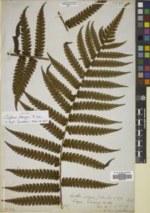 Type specimen at Edinburgh (E). Cuming, Hugh: 120. Barcode: E00822370.