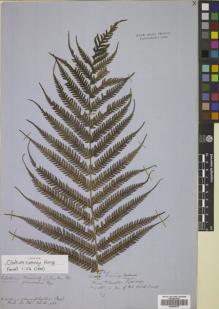 Type specimen at Edinburgh (E). Cuming, Hugh: 123. Barcode: E00822373.