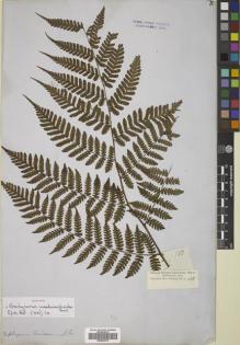 Type specimen at Edinburgh (E). Cuming, Hugh: 153. Barcode: E00822375.