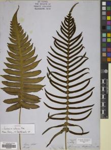 Type specimen at Edinburgh (E). Lobb, Thomas: 266. Barcode: E00822379.