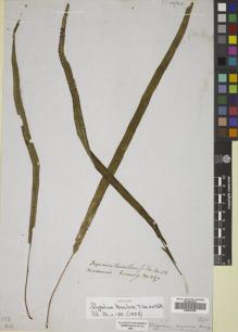 Type specimen at Edinburgh (E). Cuming, Hugh: 287. Barcode: E00822386.