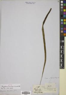 Type specimen at Edinburgh (E). Cuming, Hugh: 287. Barcode: E00822387.