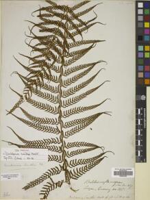 Type specimen at Edinburgh (E). Cuming, Hugh: 145. Barcode: E00822390.