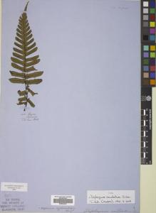 Type specimen at Edinburgh (E). Cuming, Hugh: 158. Barcode: E00822402.
