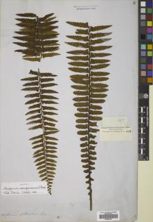 Type specimen at Edinburgh (E). Cuming, Hugh: 147. Barcode: E00822407.