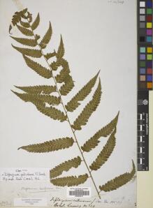 Type specimen at Edinburgh (E). Cuming, Hugh: 349. Barcode: E00822413.