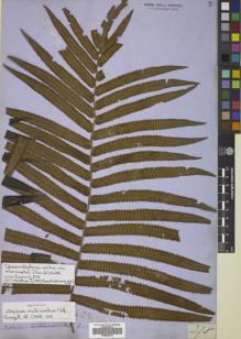 Type specimen at Edinburgh (E). Cuming, Hugh: 278. Barcode: E00822419.