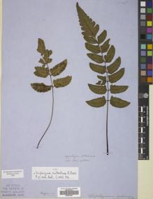 Type specimen at Edinburgh (E). Cuming, Hugh: 199. Barcode: E00822427.