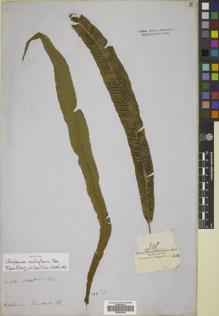 Type specimen at Edinburgh (E). Cuming, Hugh: 308. Barcode: E00822428.