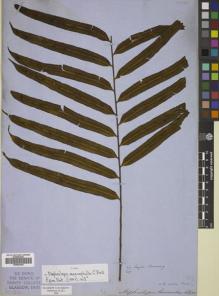Type specimen at Edinburgh (E). Cuming, Hugh: 22. Barcode: E00822440.