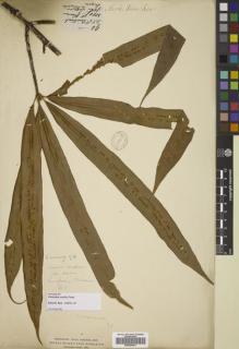 Type specimen at Edinburgh (E). Cuming, Hugh: 94. Barcode: E00822441.