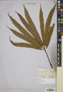 Type specimen at Edinburgh (E). Cuming, Hugh: 94. Barcode: E00822448.