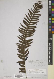 Type specimen at Edinburgh (E). Cuming, Hugh: 37. Barcode: E00822450.