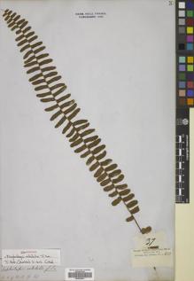 Type specimen at Edinburgh (E). Cuming, Hugh: 37. Barcode: E00822451.