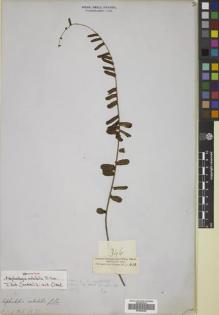 Type specimen at Edinburgh (E). Cuming, Hugh: 346. Barcode: E00822462.