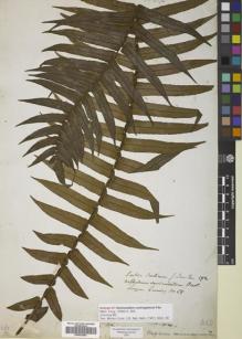 Type specimen at Edinburgh (E). Cuming, Hugh: 68. Barcode: E00822463.