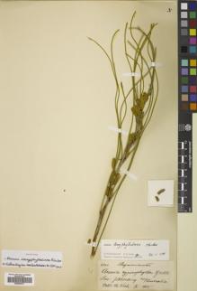 Type specimen at Edinburgh (E). Koch, Max: 1341. Barcode: E00824331.