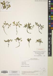 Type specimen at Edinburgh (E). Flora of Mustang Expedition (2001): 20104145. Barcode: E00824890.