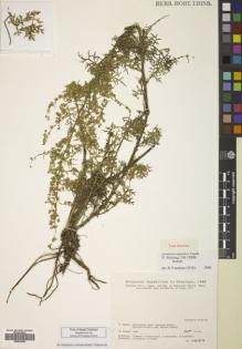 Type specimen at Edinburgh (E). Botanical Expedition to Himalaya (1988): 8881614. Barcode: E00824894.