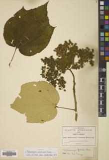Type specimen at Edinburgh (E). Pringle, Cyrus: 8694. Barcode: E00824904.