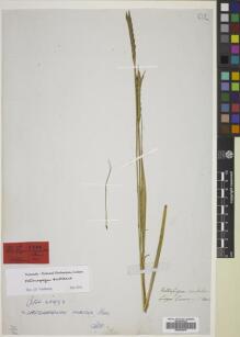 Type specimen at Edinburgh (E). Cuming, Hugh: 1005. Barcode: E00824918.