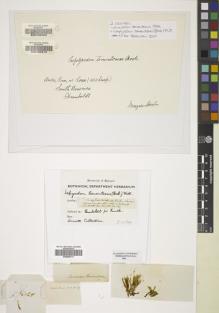 Type specimen at Edinburgh (E). Humboldt, Friedrich; Bonpland, Aime: 63. Barcode: E00826741.