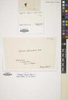 Type specimen at Edinburgh (E). Menzies, Archibald: . Barcode: E00826742.