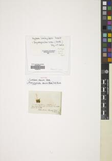 Type specimen at Edinburgh (E). Humboldt, Friedrich: 60. Barcode: E00826770.