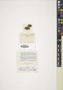 Type specimen at Edinburgh (E). Spruce, Richard: . Barcode: E00826790.