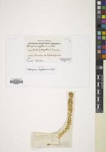 Type specimen at Edinburgh (E). Commerson, Philibert: . Barcode: E00826825.