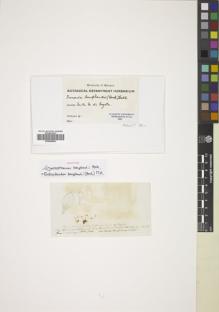 Type specimen at Edinburgh (E). Humboldt, Friedrich: 66. Barcode: E00826830.