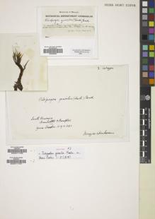 Type specimen at Edinburgh (E). Humboldt, Friedrich: 24. Barcode: E00826832.