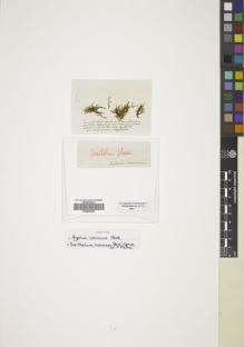 Type specimen at Edinburgh (E). Humboldt, Friedrich: 34. Barcode: E00826835.
