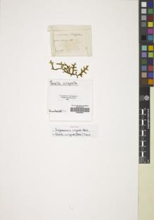 Type specimen at Edinburgh (E). Humboldt, Friedrich: 74. Barcode: E00826840.