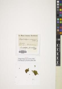 Type specimen at Edinburgh (E). Stuhlmann, Franz: . Barcode: E00826976.