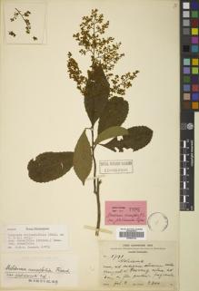 Type specimen at Edinburgh (E). Schneider, Camillo: 1711. Barcode: E00829122.