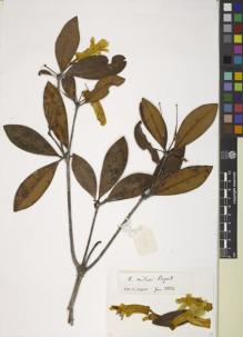 Type specimen at Edinburgh (E). Argent, George; Johns, Robert; Utteridge, Tim: 00619. Barcode: E00829125.