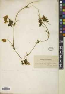 Type specimen at Edinburgh (E). Potanin, Grigorij: . Barcode: E00829859.