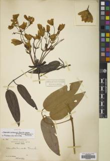 Type specimen at Edinburgh (E). Wilson, Ernest: 95. Barcode: E00829862.