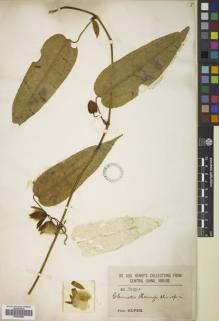 Type specimen at Edinburgh (E). Henry, Augustine: 3280A. Barcode: E00829866.