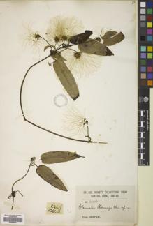 Type specimen at Edinburgh (E). Henry, Augustine: 3280B. Barcode: E00829867.