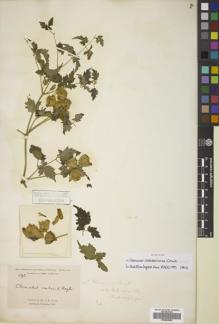 Type specimen at Edinburgh (E). Pratt, Antwerp: 592. Barcode: E00829868.