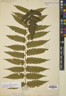 Type specimen at Edinburgh (E). Cuming, Hugh: 345. Barcode: E00829878.