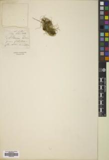 Type specimen at Edinburgh (E). Cunningham, Allan: . Barcode: E00832032.