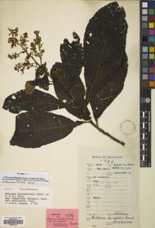 Type specimen at Edinburgh (E). Fang, W.: 2688. Barcode: E00833783.
