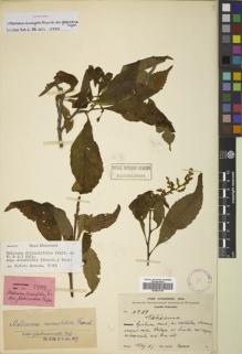 Type specimen at Edinburgh (E). Schneider, Camillo: 1289. Barcode: E00833786.