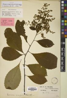Type specimen at Edinburgh (E). Wilson, Ernest: 959. Barcode: E00833788.