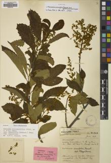 Type specimen at Edinburgh (E). Forrest, George: 21346. Barcode: E00833789.